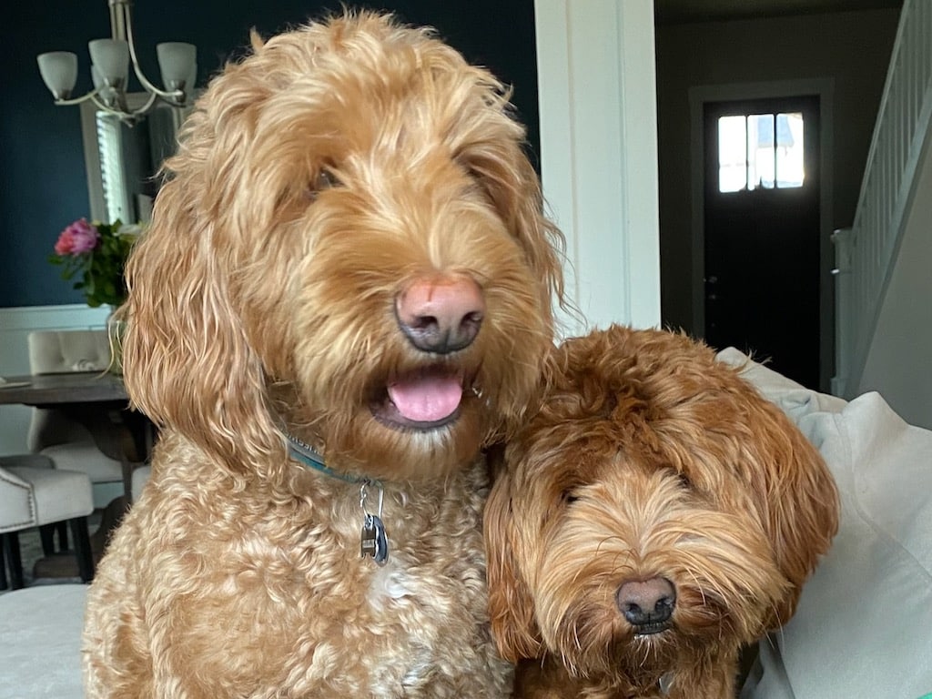 The founder's dogs, Charlie and Henry